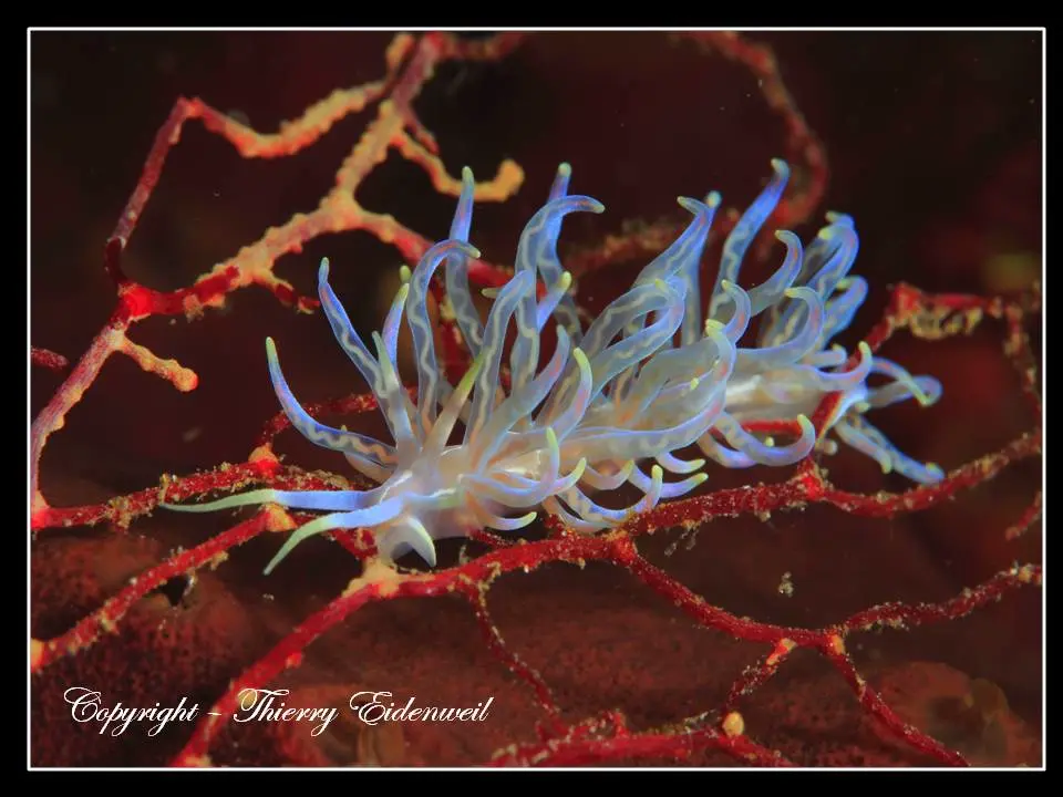 Anilao Macro Dive Media Highlight